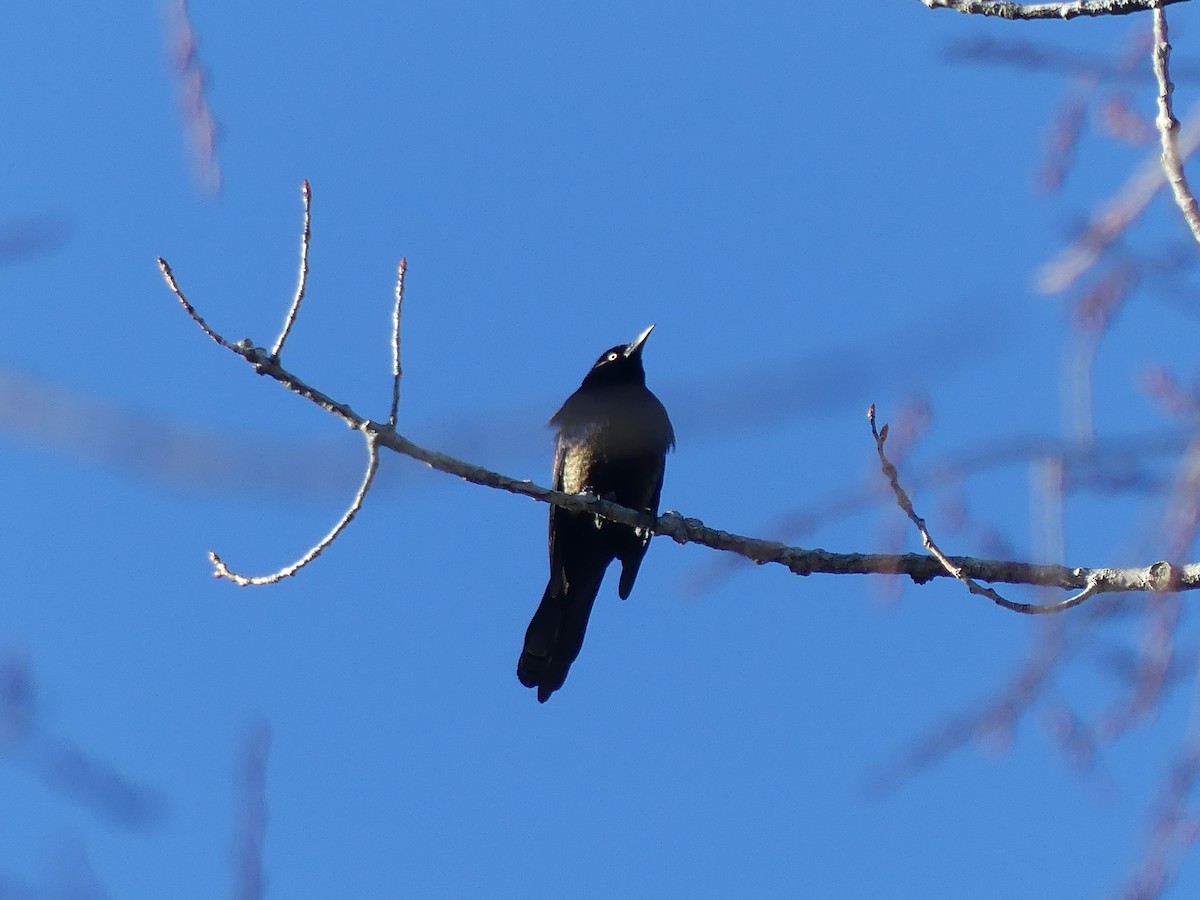 Common Grackle - ML631322865