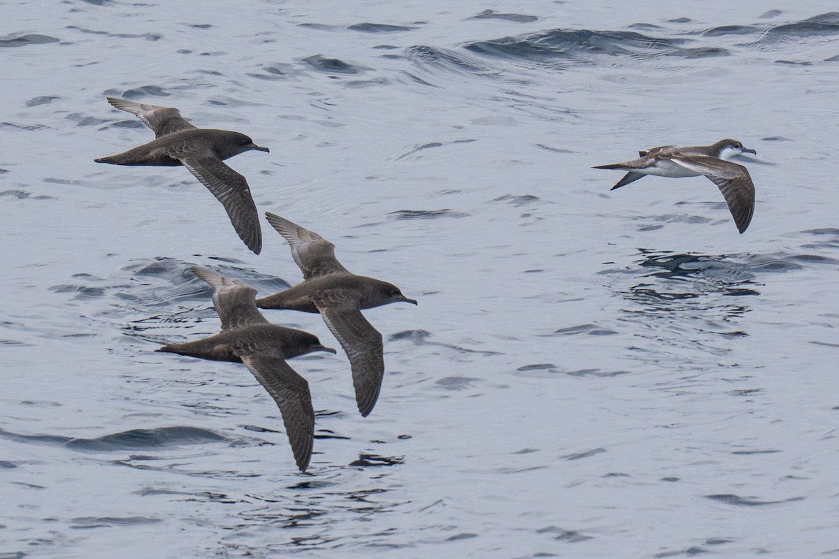 Буревісник Бюлера - ML631322871