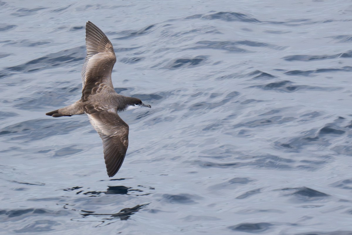 Буревісник Бюлера - ML631322872