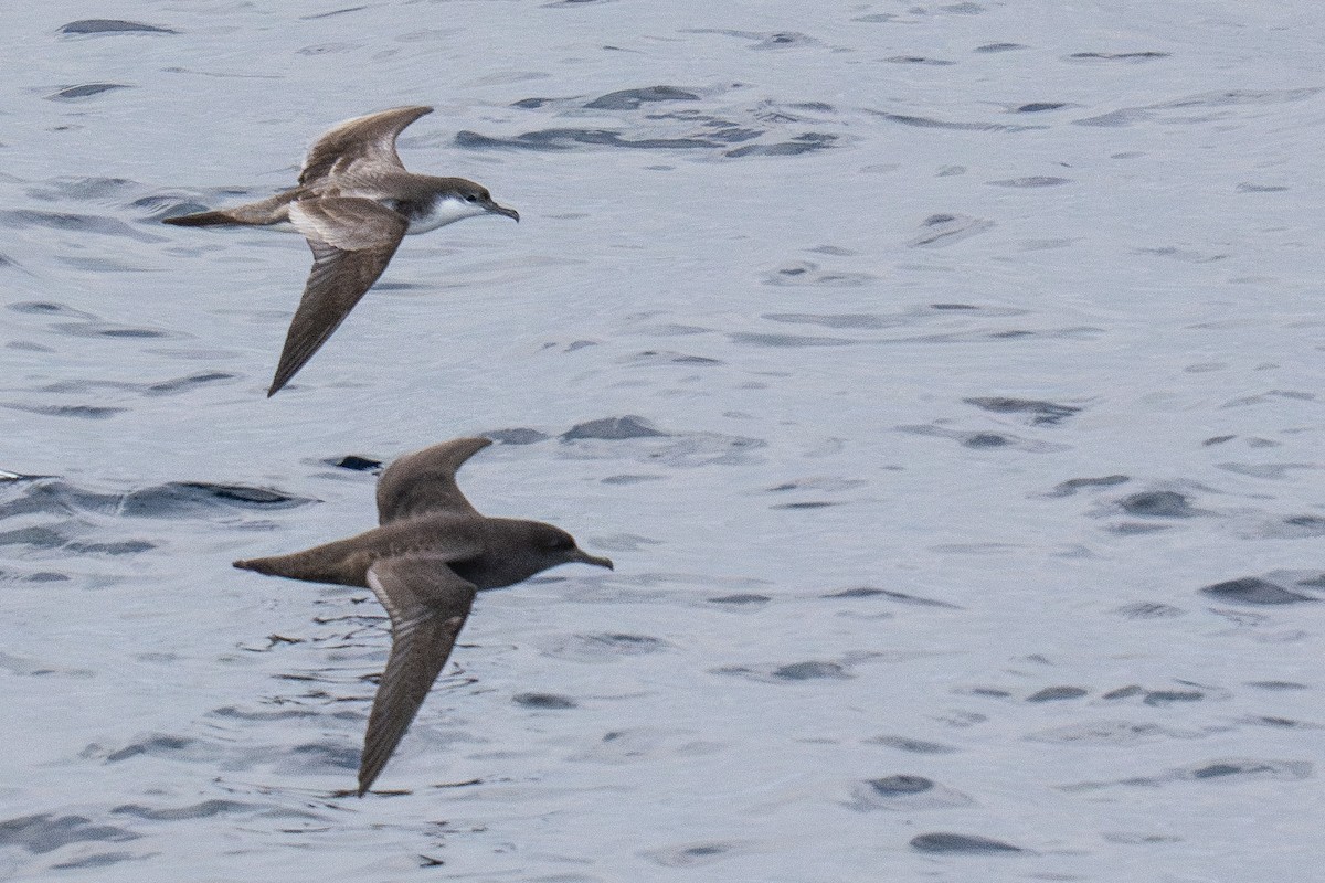 Буревісник Бюлера - ML631322873