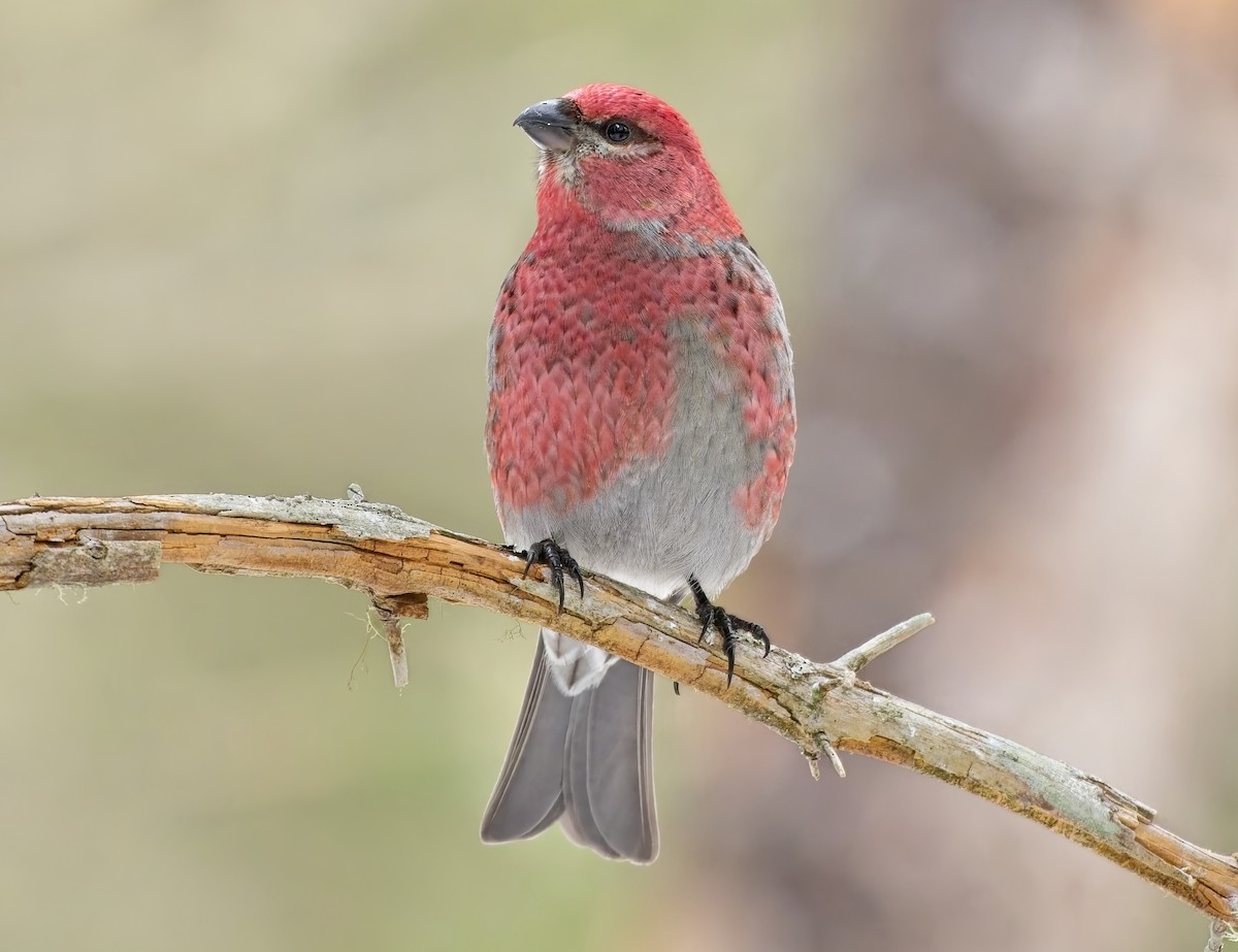 hýl křivčí - ML631322978