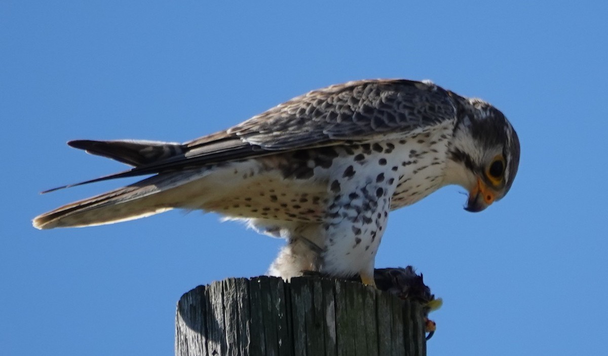 Prairie Falcon - ML631323144