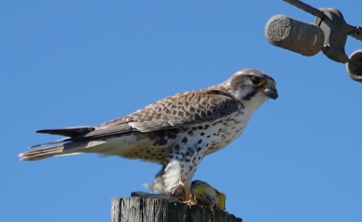 Prairie Falcon - ML631323145