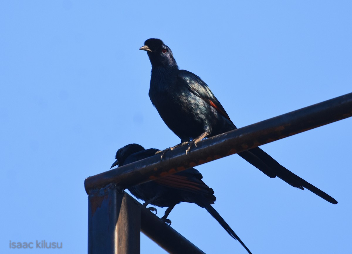 Bristle-crowned Starling - ML631323166