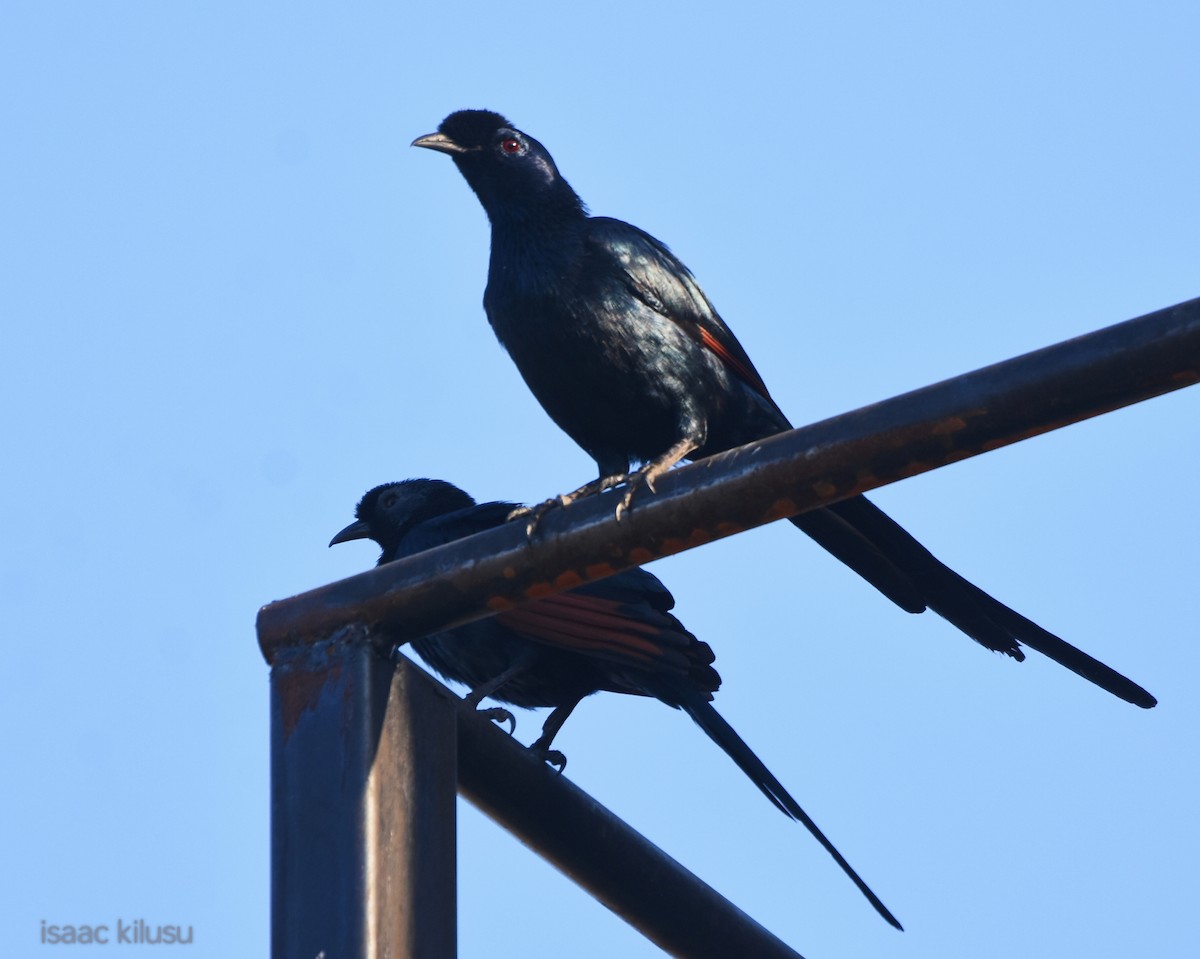 Bristle-crowned Starling - ML631323167