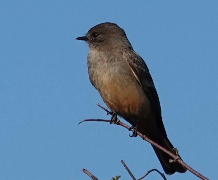 Say's Phoebe - ML631323189