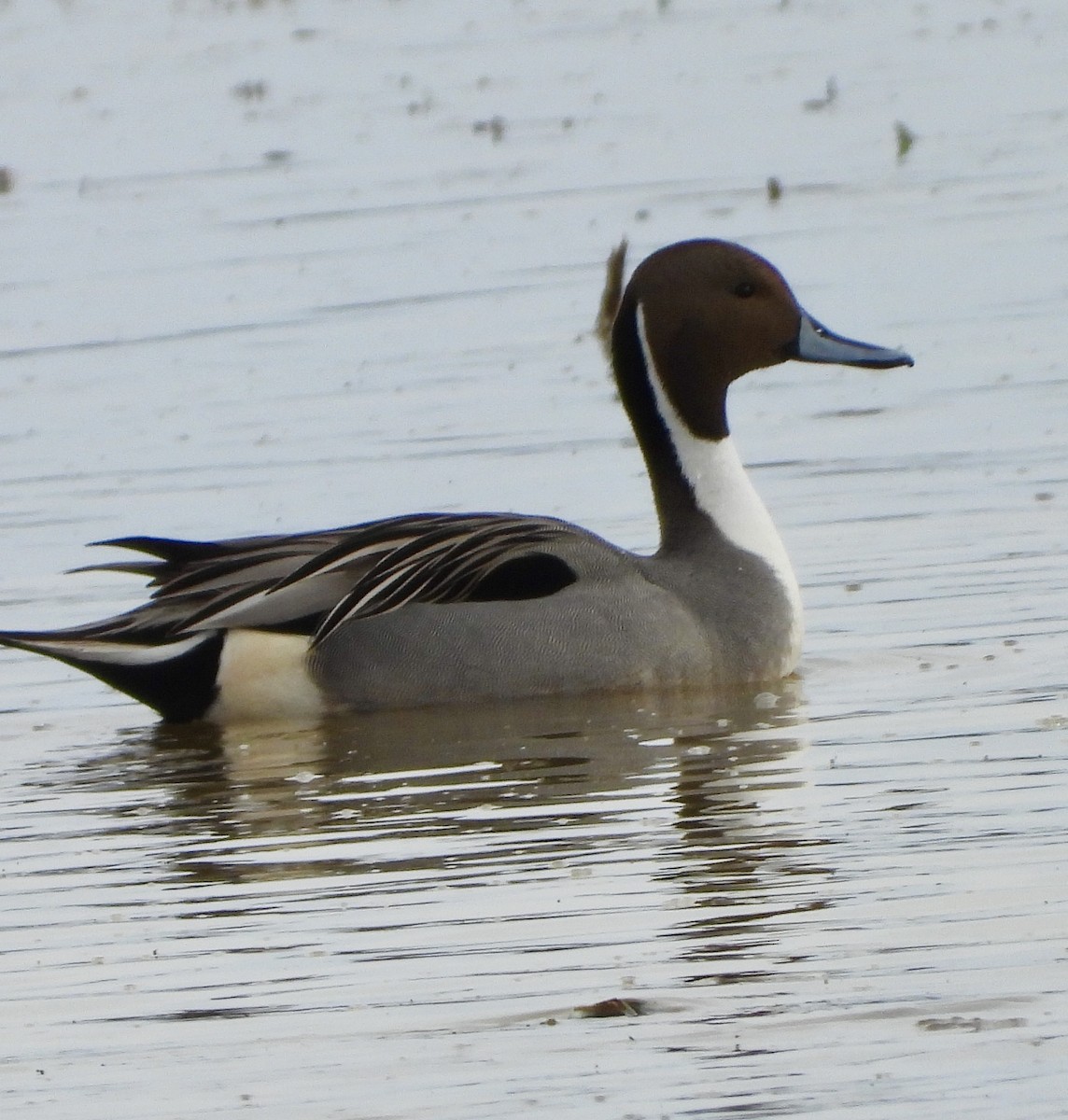 Northern Pintail - ML631323432
