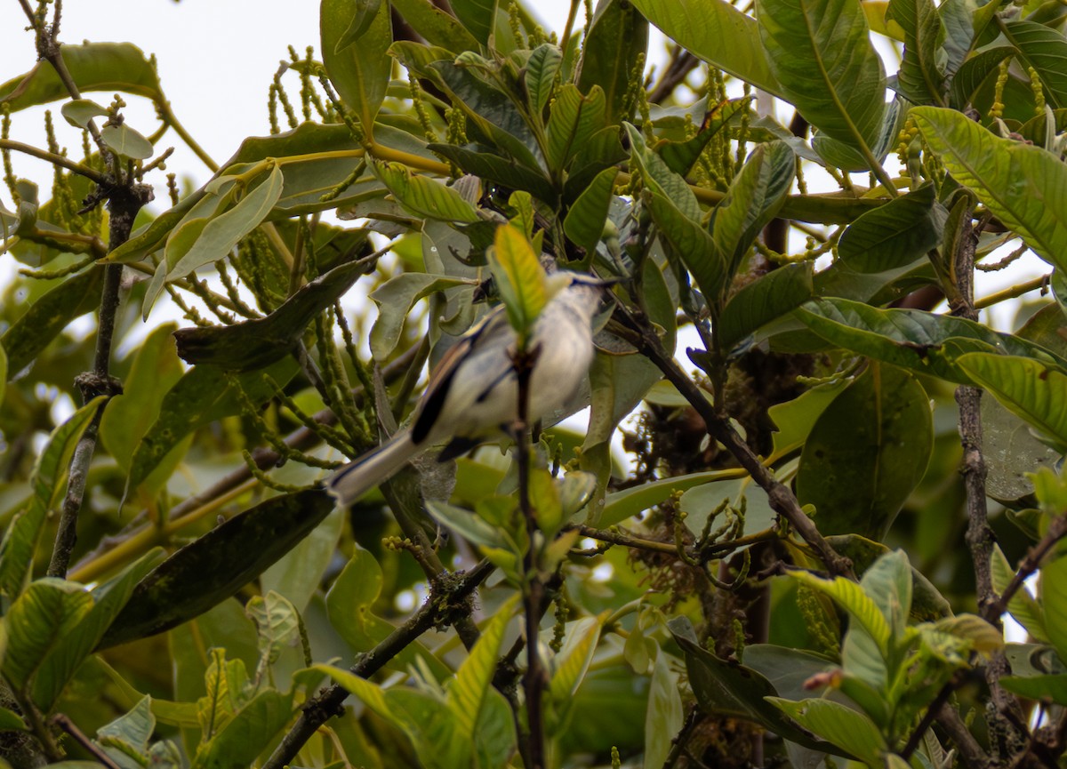 Rufous-winged Tyrannulet - ML631323544