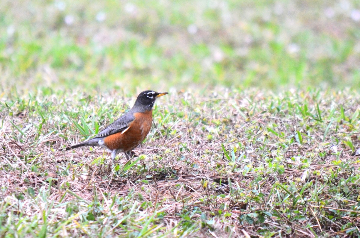 American Robin - ML631323573
