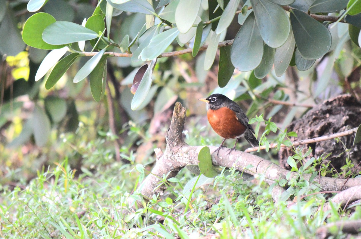 American Robin - ML631323574