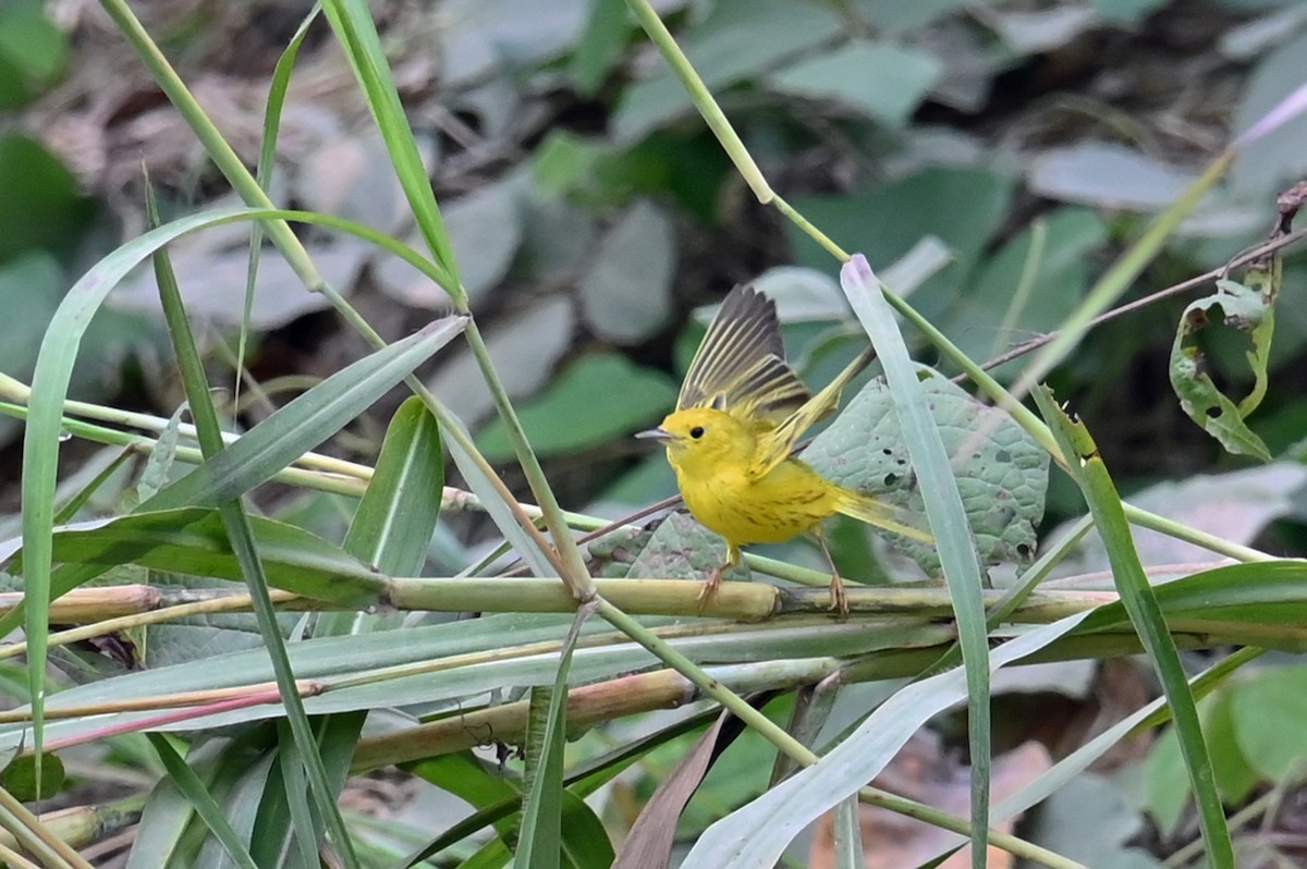 Yellow Warbler - ML631323634