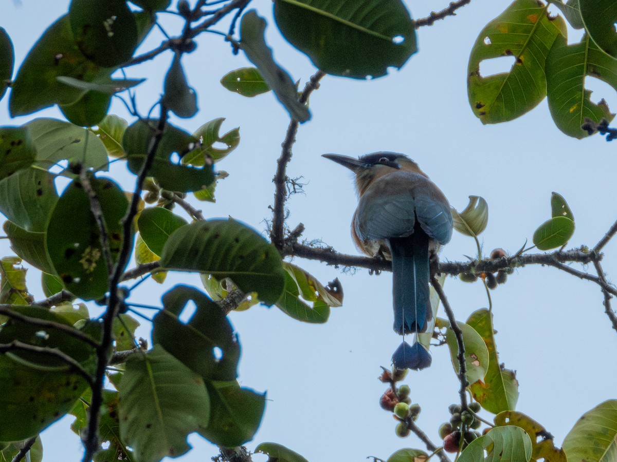 Blue-capped Motmot - ML631323731
