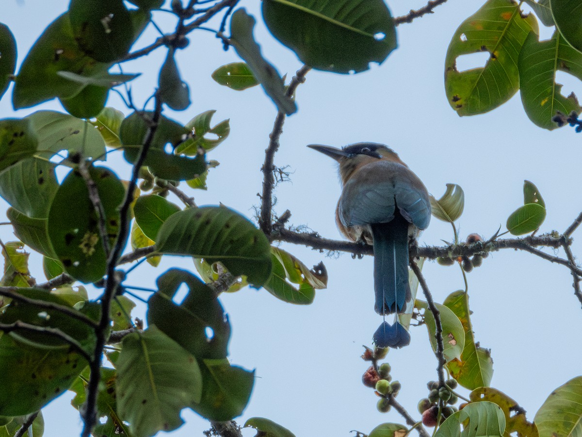 Blue-capped Motmot - ML631323732