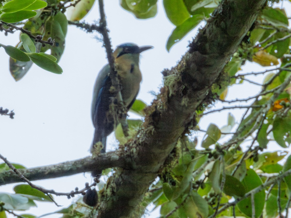 Blue-capped Motmot - ML631323734