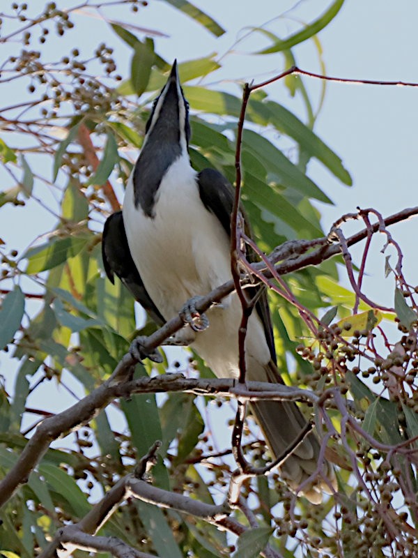 Blue-faced Honeyeater - ML631323765