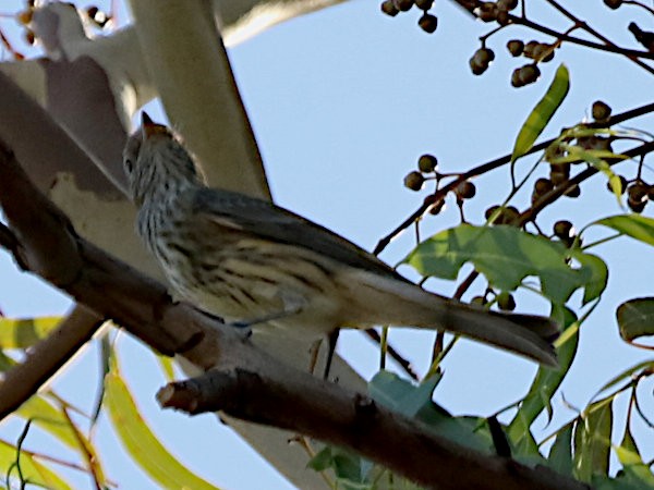 Rufous Whistler - ML631323770