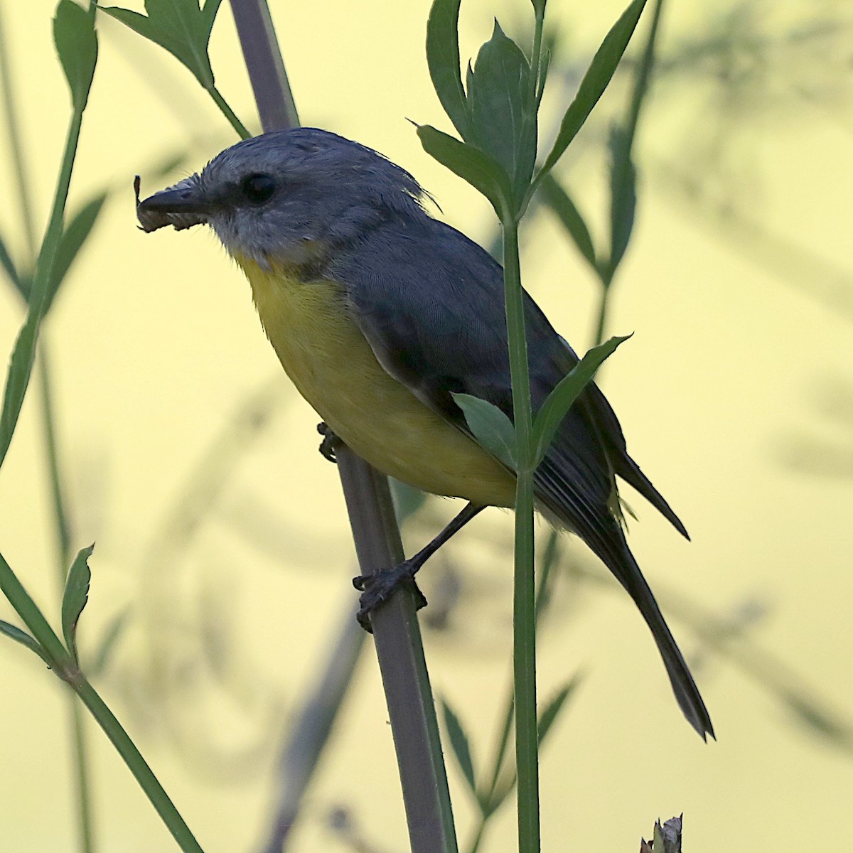 Eastern Yellow Robin - ML631323797