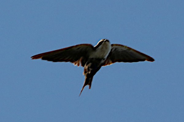 White-backed Swallow - ML631323815
