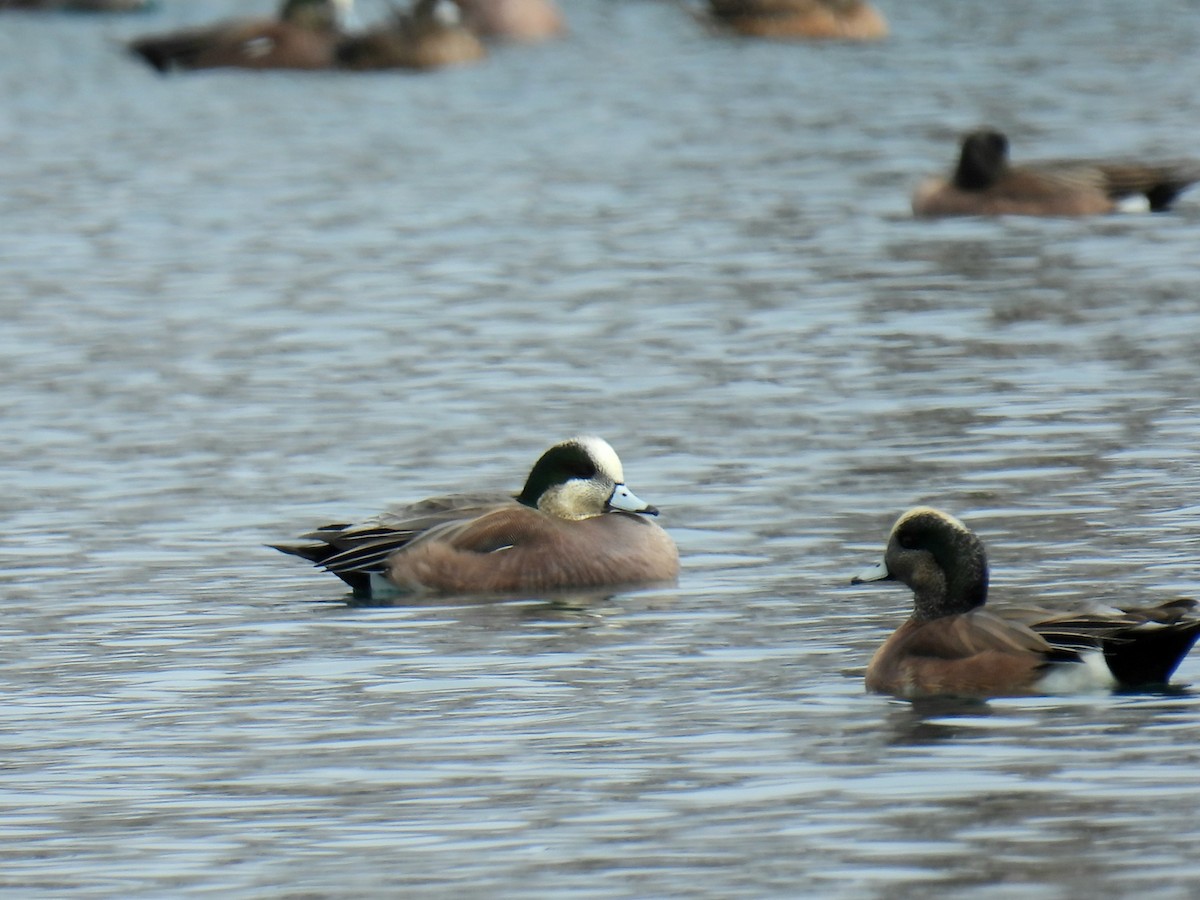 American Wigeon - ML631323836
