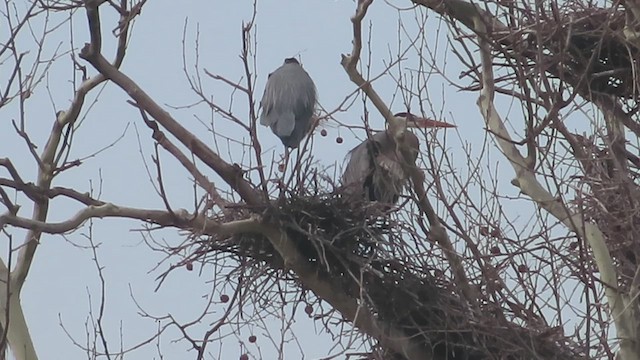 Garza Azulada - ML631323891