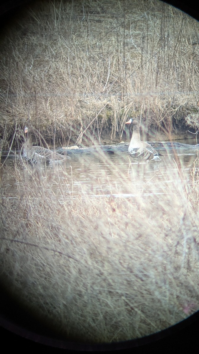 Greater White-fronted Goose - ML631323903