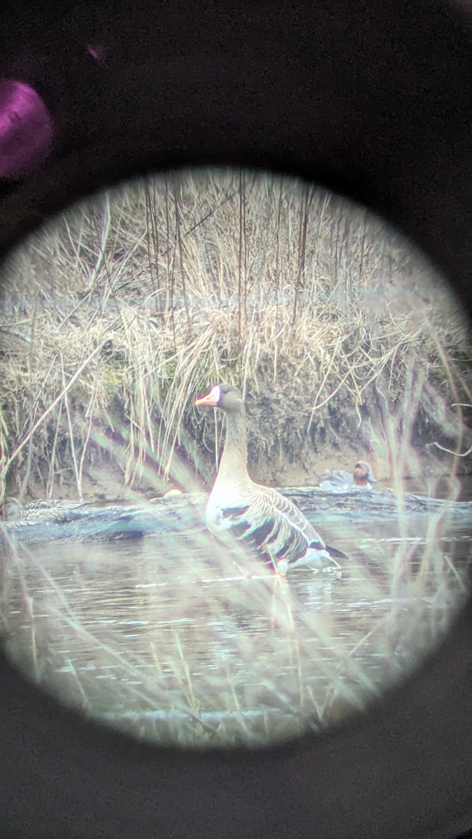 Greater White-fronted Goose - ML631323913