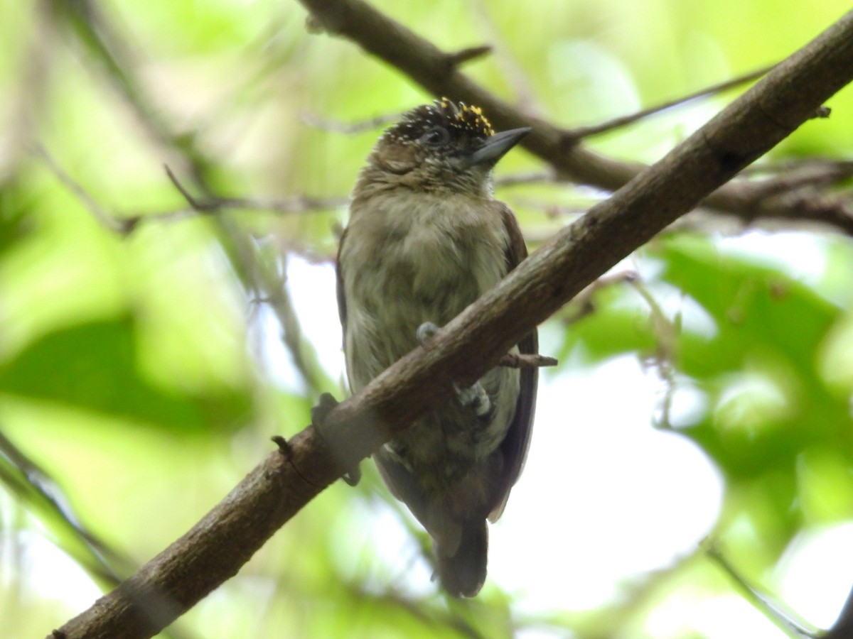 Grayish Piculet - ML631324060