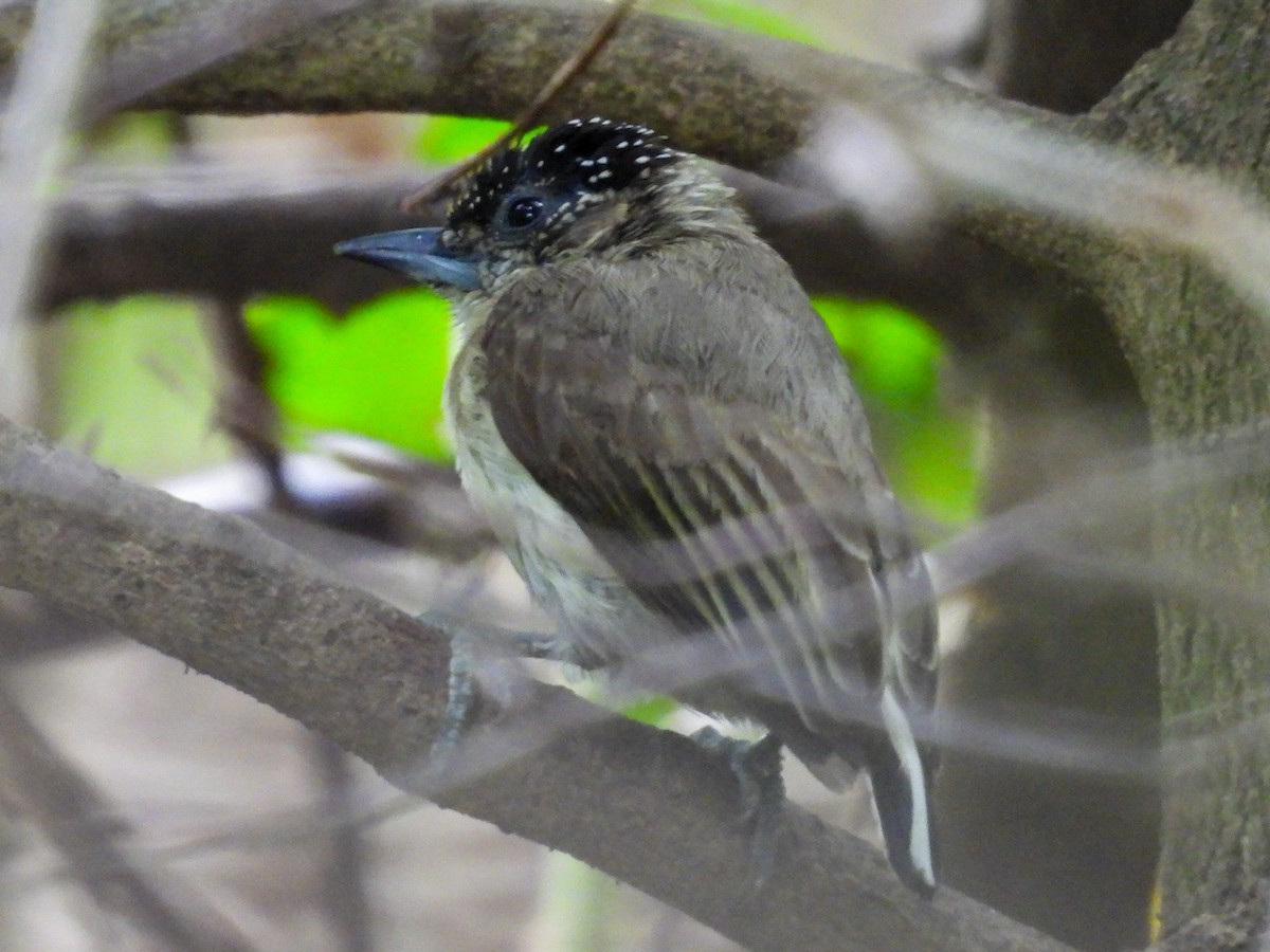 Grayish Piculet - ML631324061