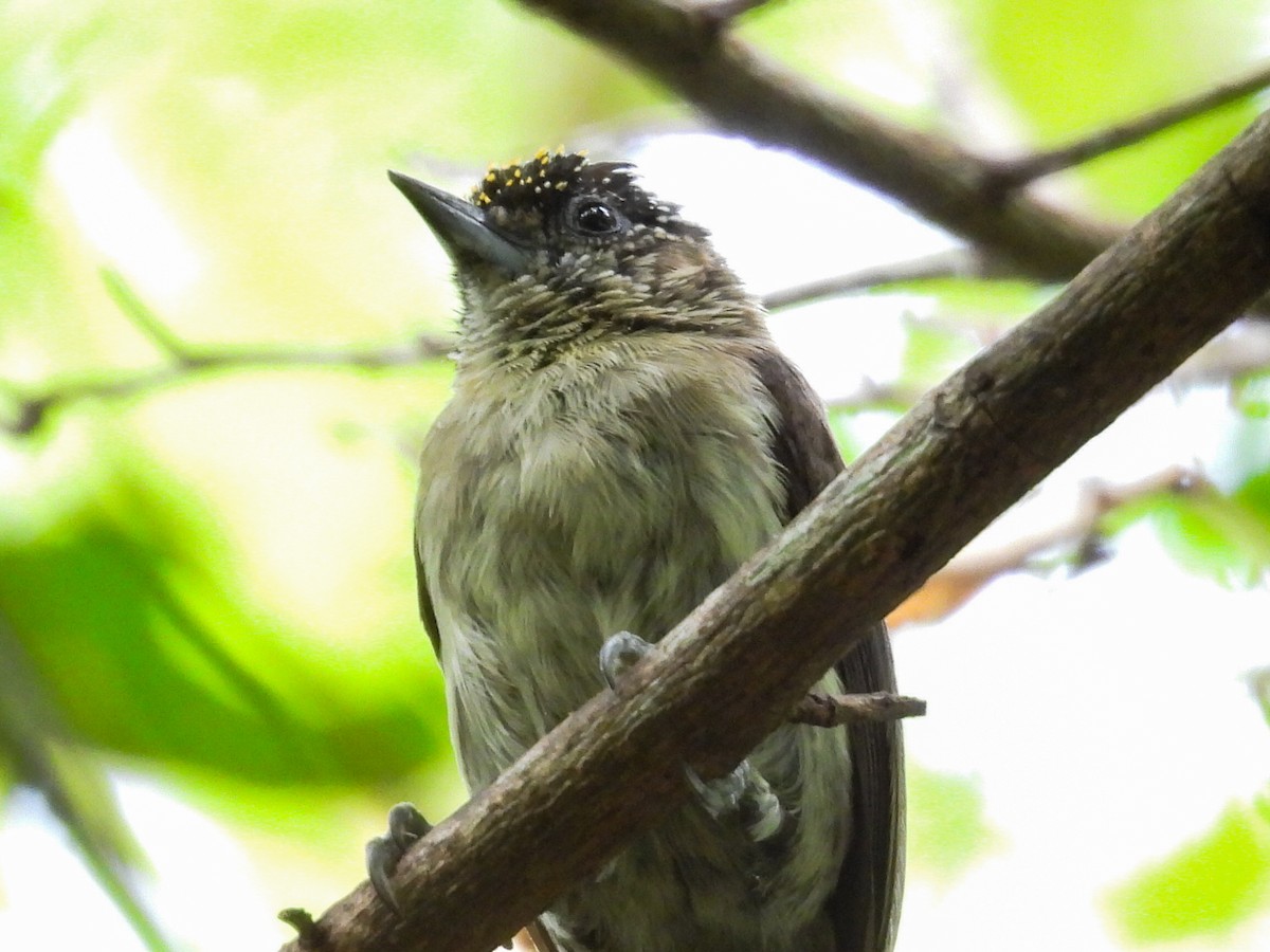 Grayish Piculet - ML631324062