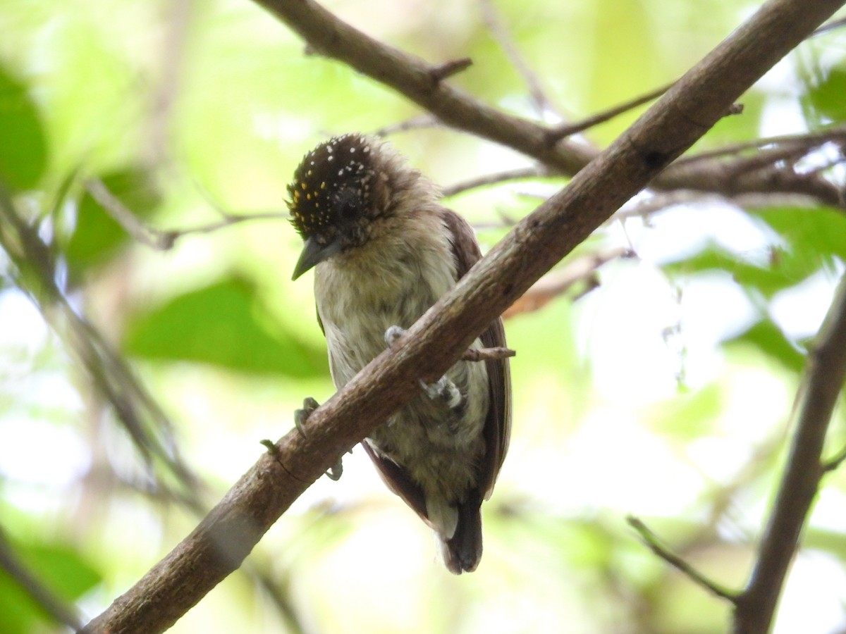 Grayish Piculet - ML631324063