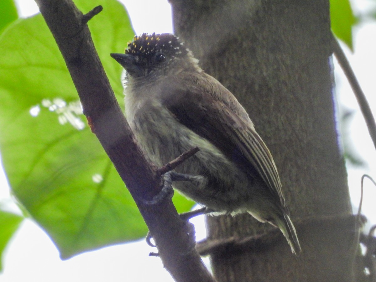 Grayish Piculet - ML631324064