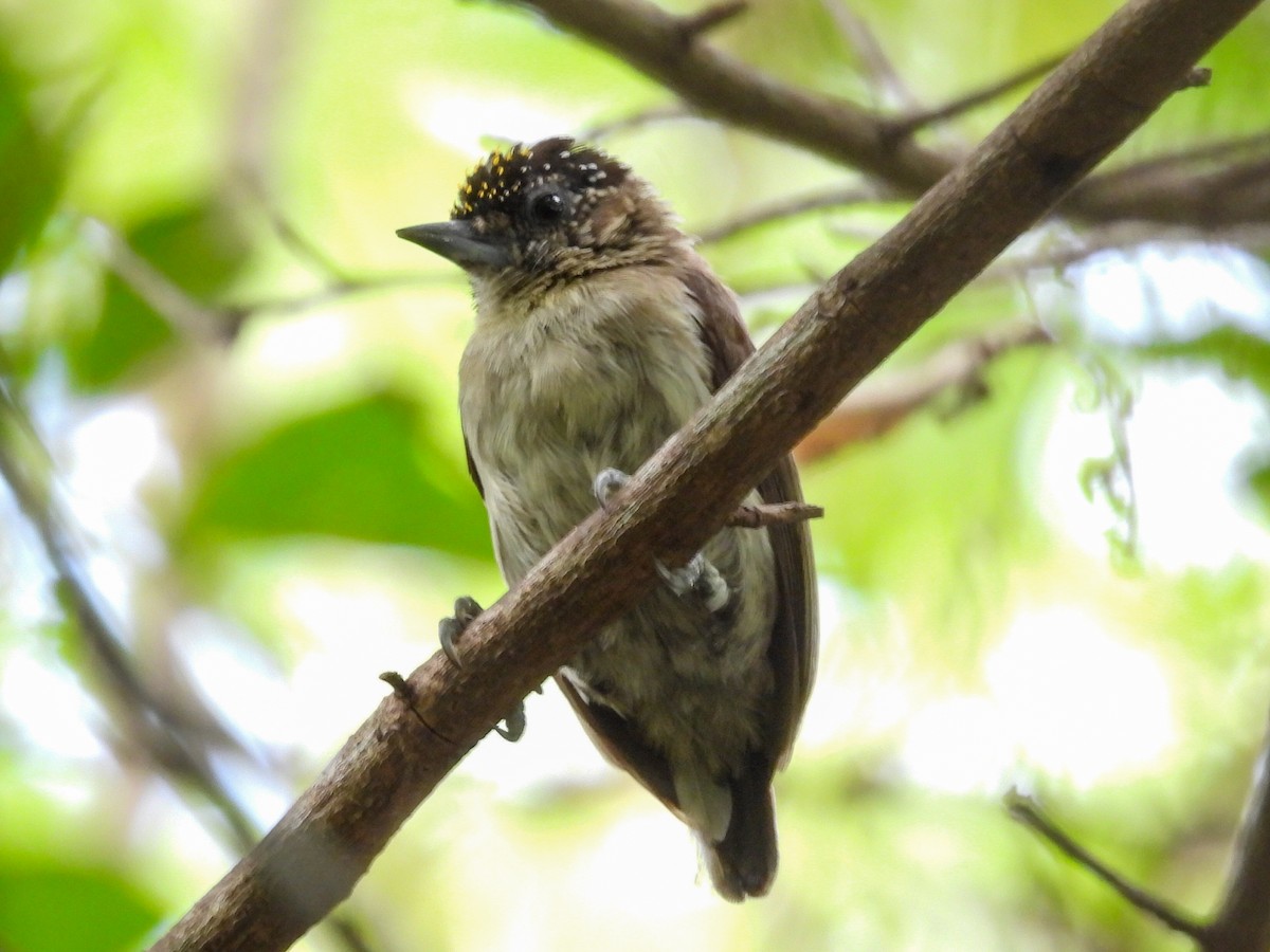 Grayish Piculet - ML631324066