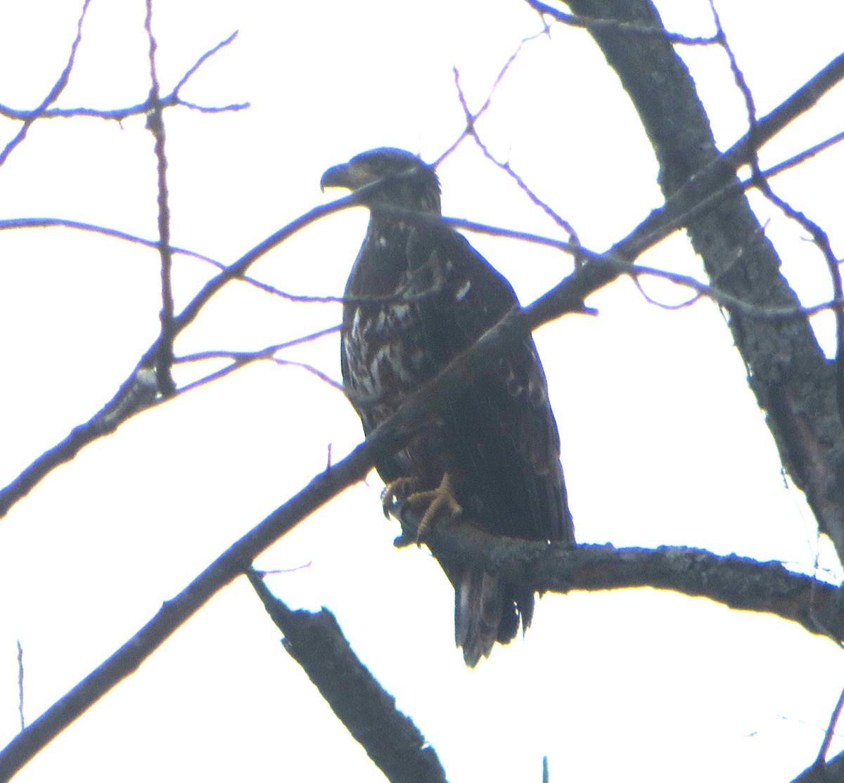 Bald Eagle - ML631324195