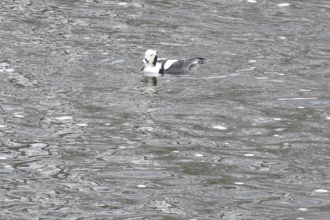 Long-tailed Duck - ML631324507