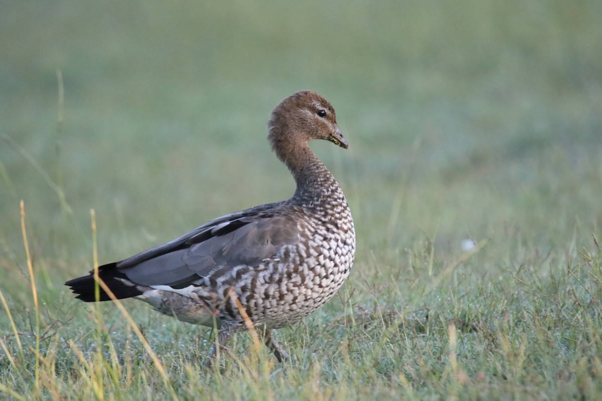 Maned Duck - ML631324508