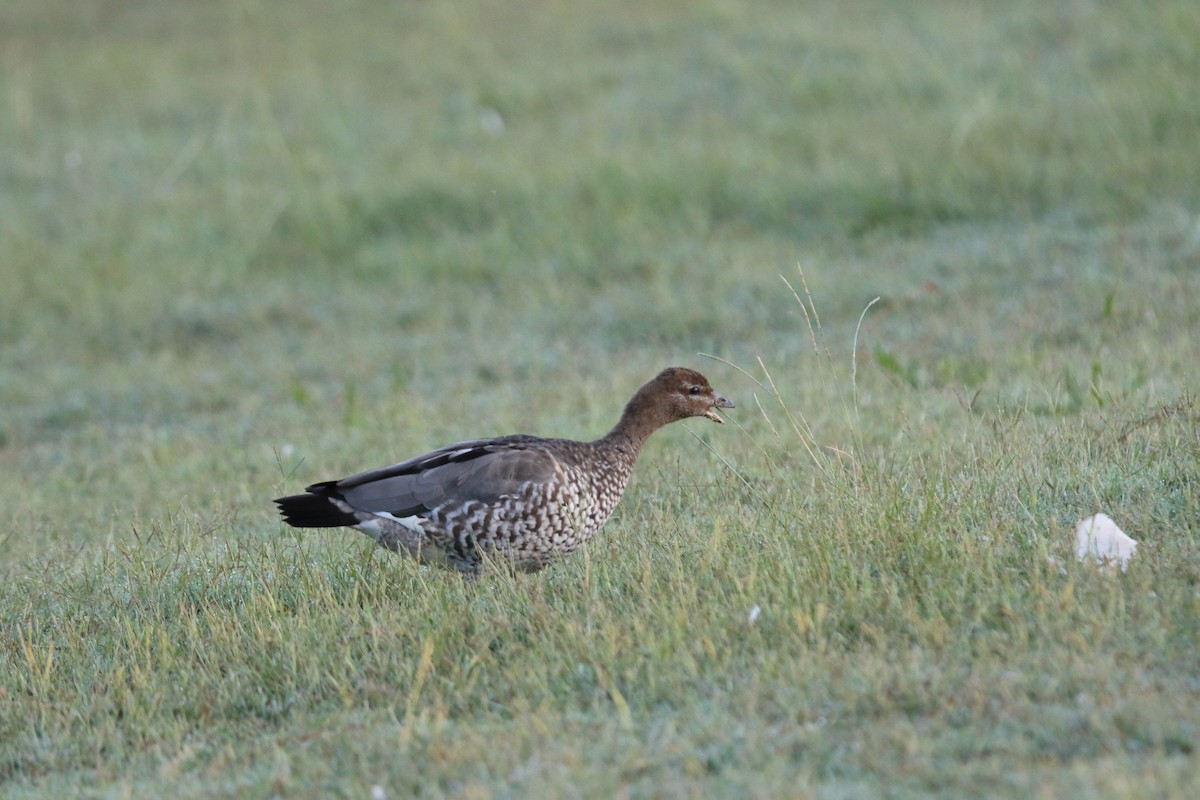 Maned Duck - ML631324509