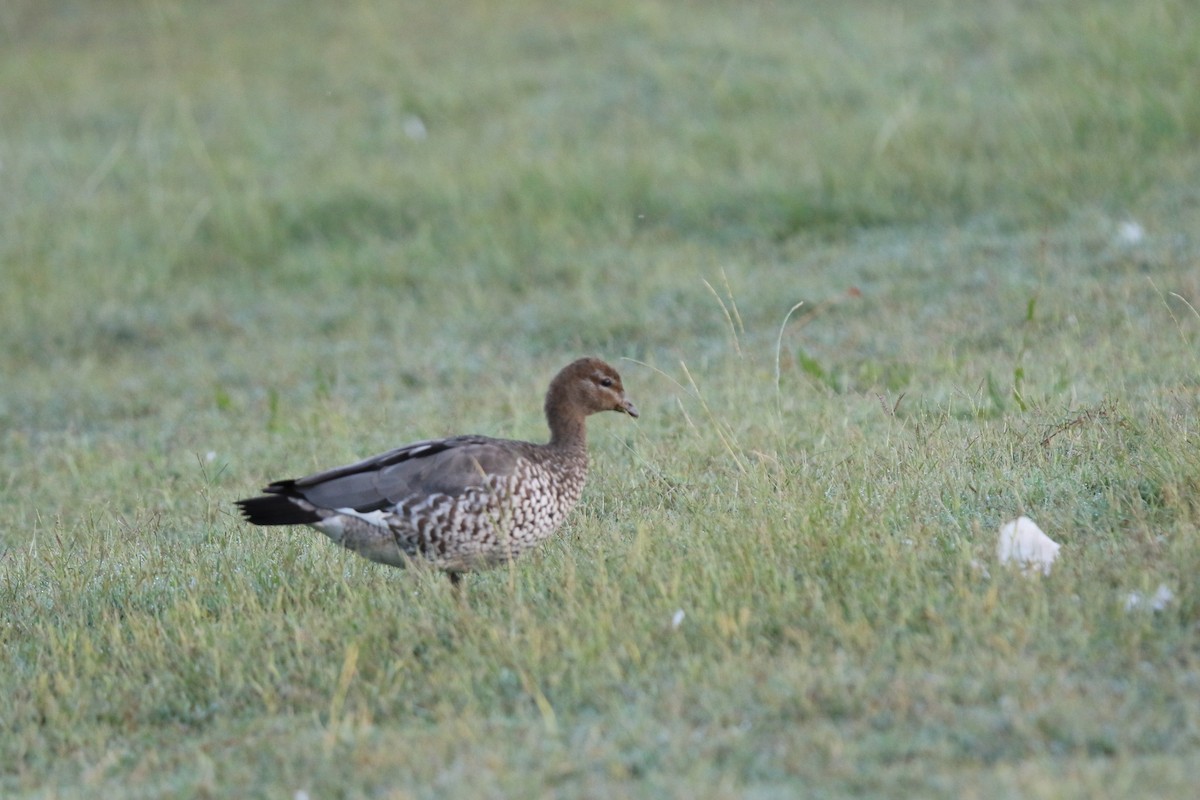 Maned Duck - ML631324510