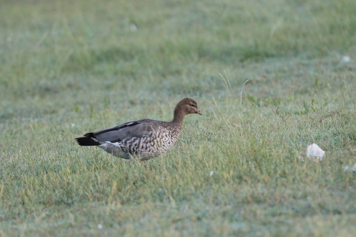 Maned Duck - ML631324511