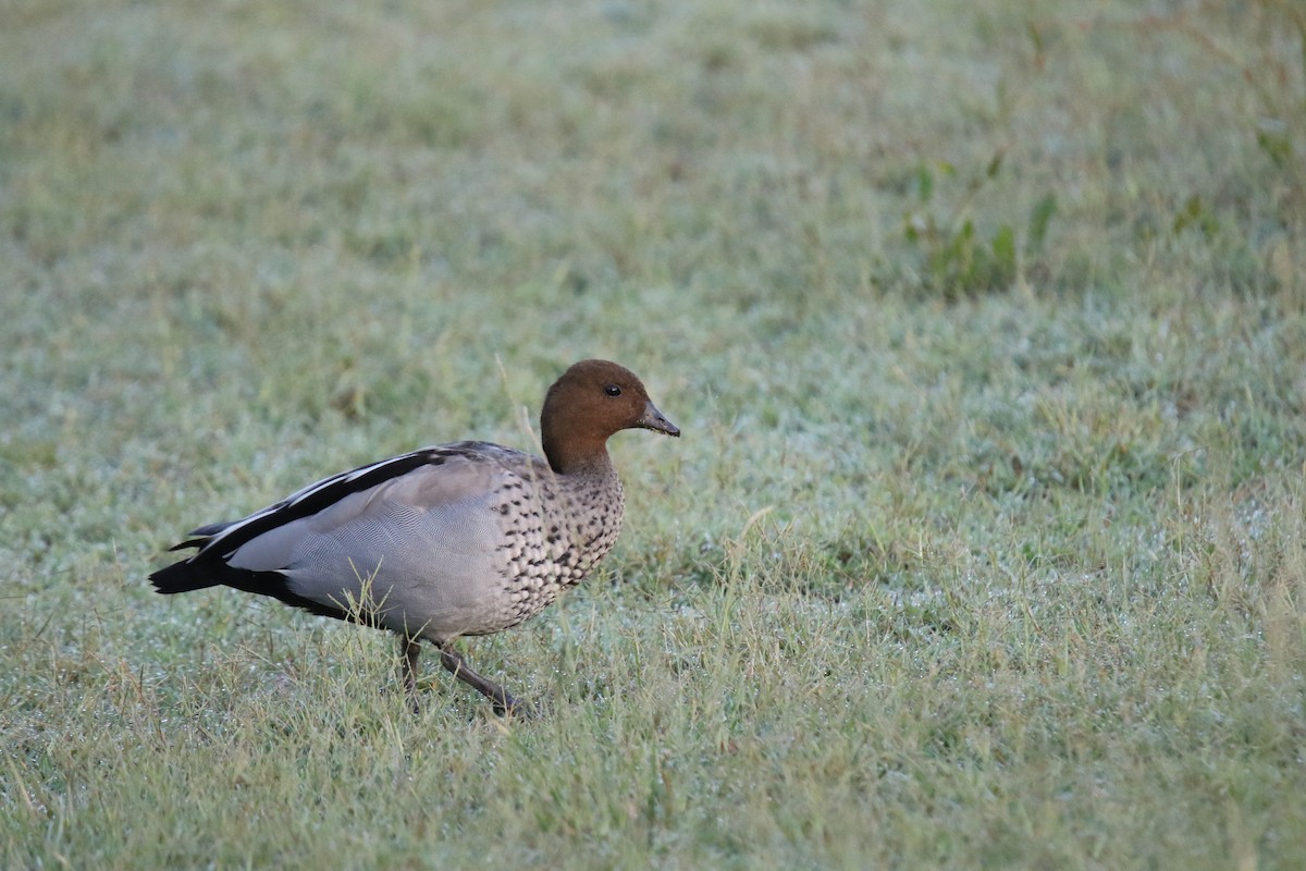 Maned Duck - ML631324512