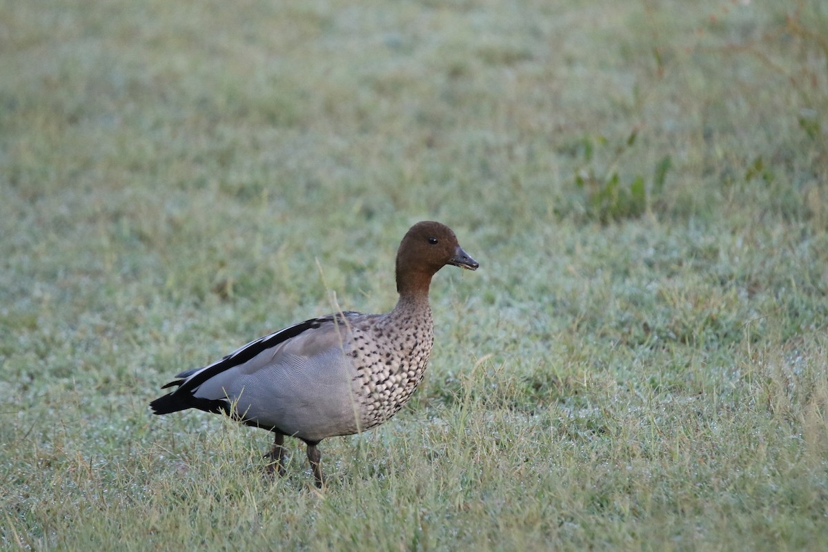 Maned Duck - ML631324513