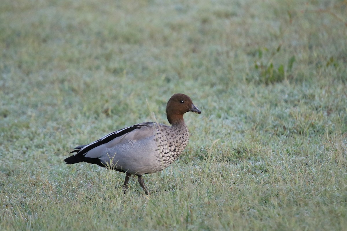 Maned Duck - ML631324514