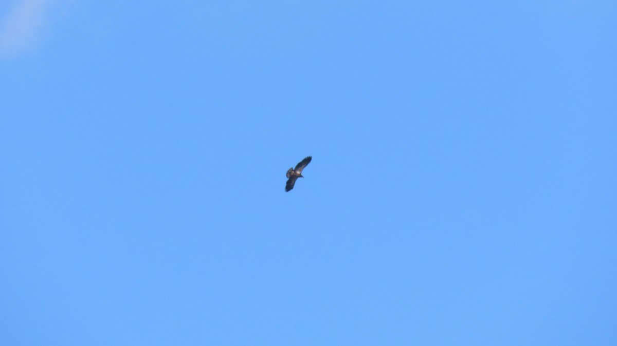 Bald Eagle - ML631324561