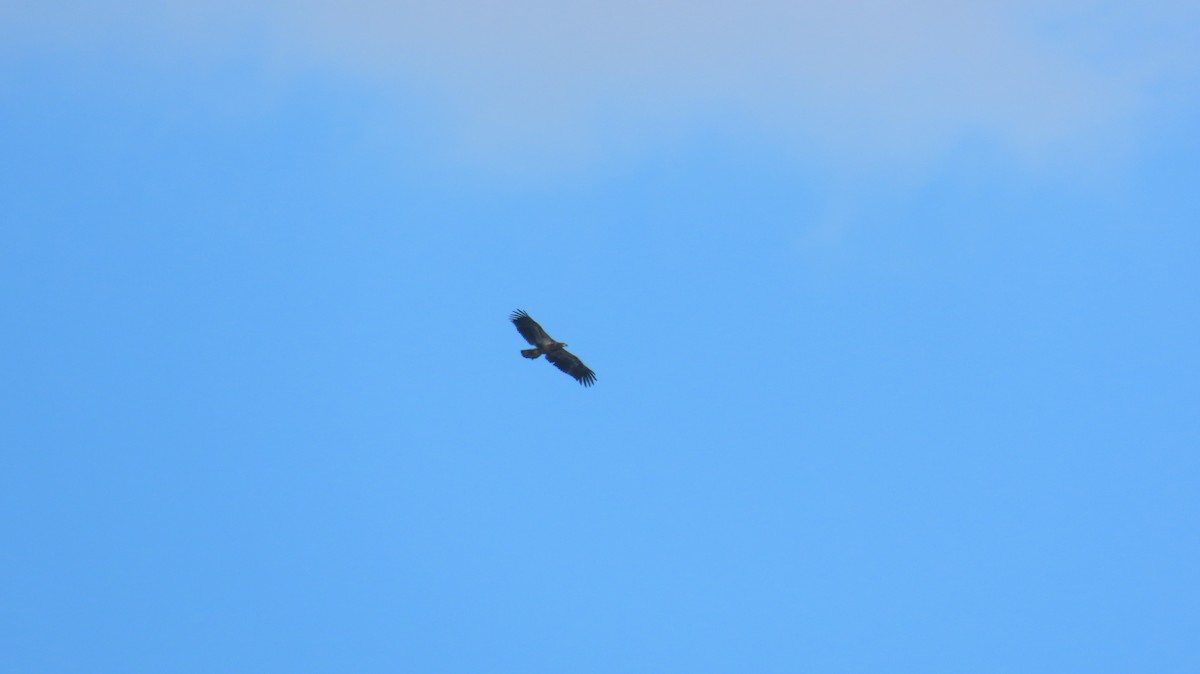 Bald Eagle - ML631324571