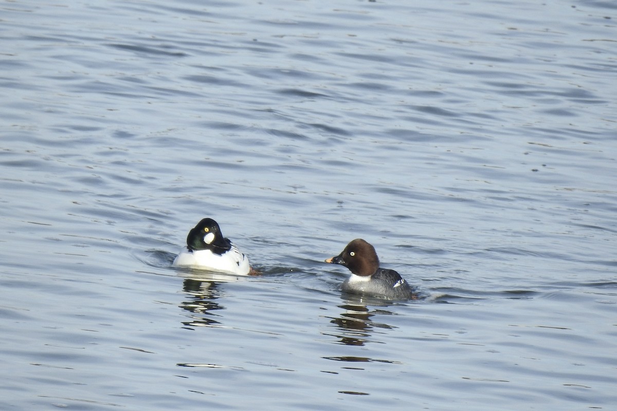 Common Goldeneye - ML631324572