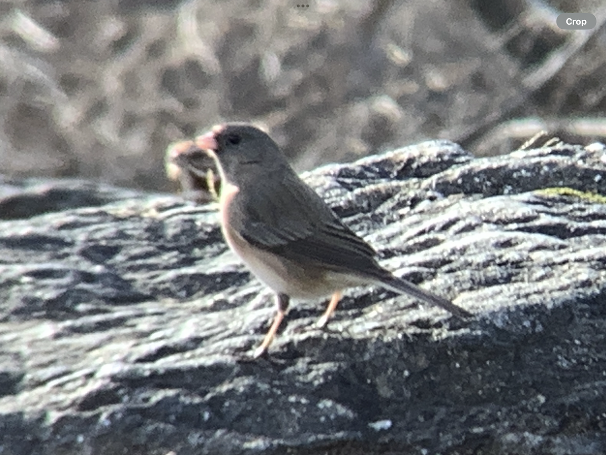 Dark-eyed Junco - ML631324602