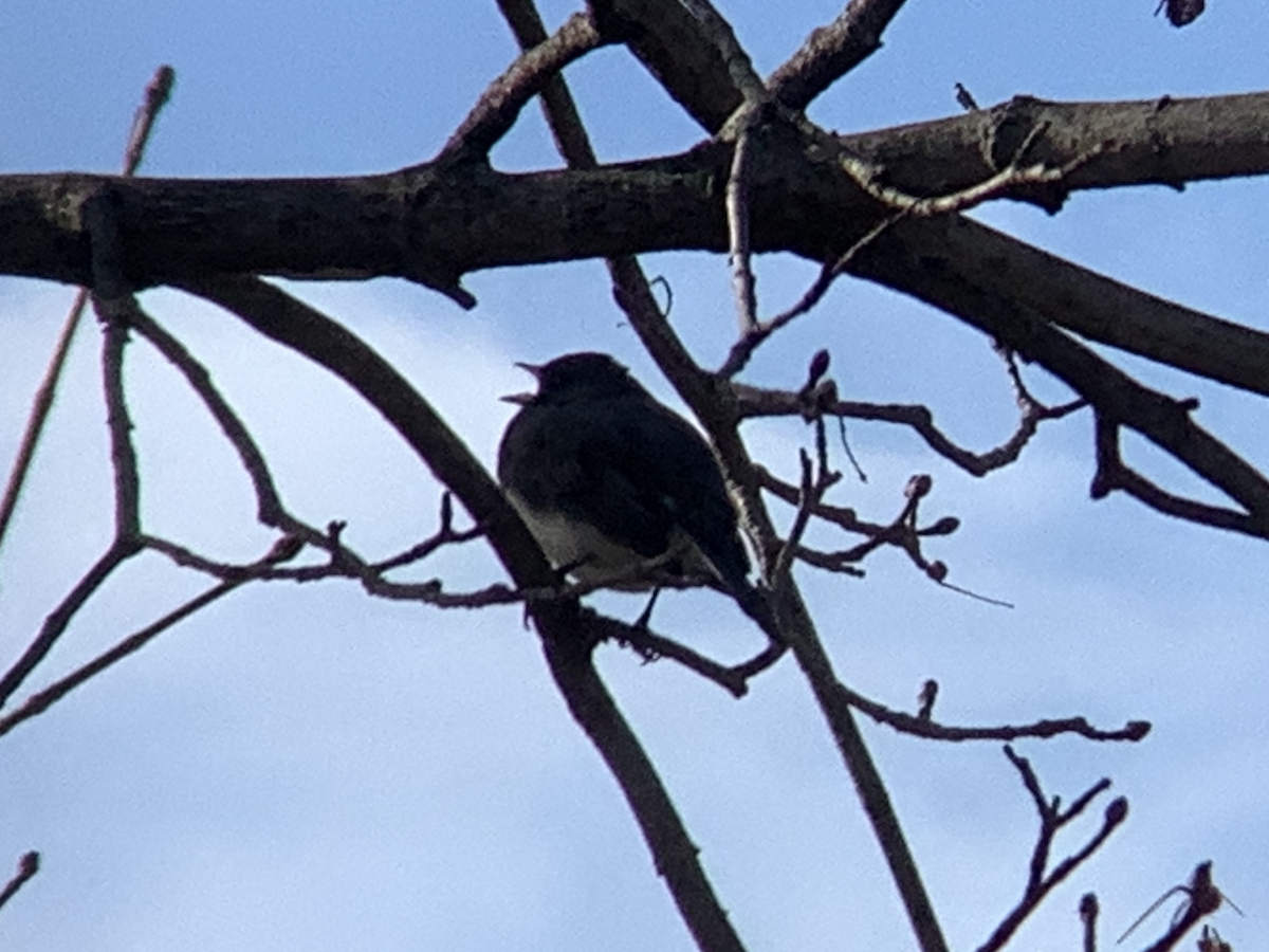 Dark-eyed Junco - ML631324607
