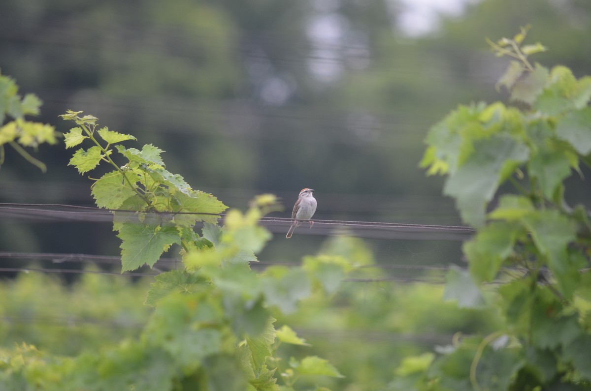 Chipping Sparrow - ML631324762