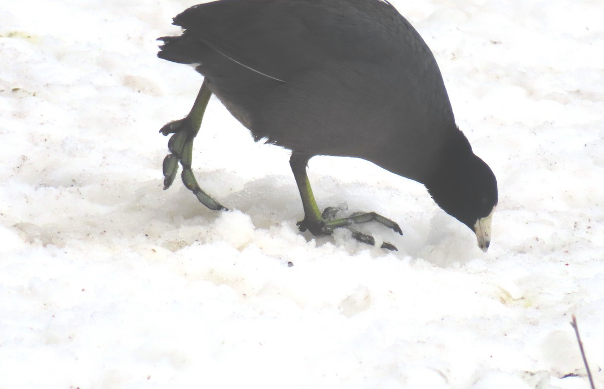 American Coot - ML631324797