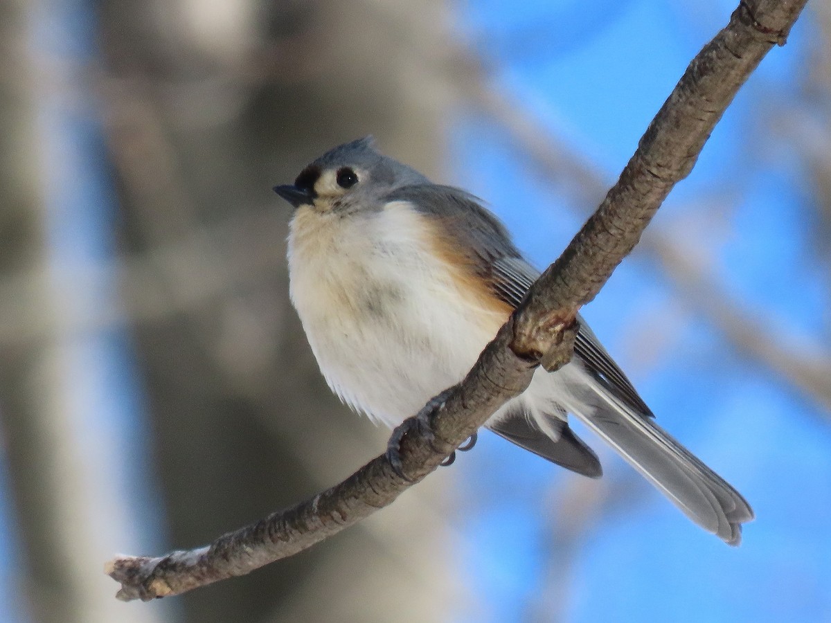 Tufted Titmouse - ML631324831
