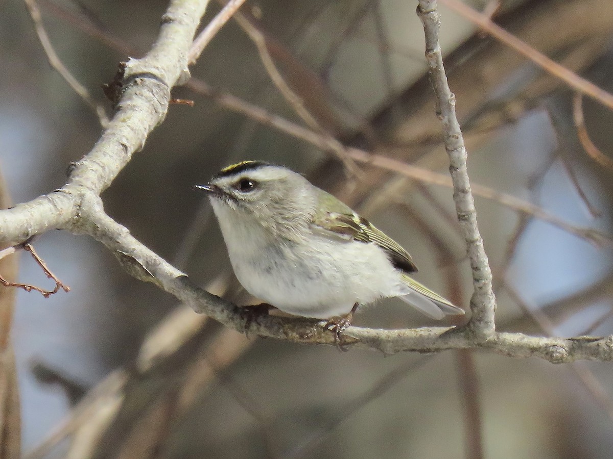 Golden-crowned Kinglet - ML631324835